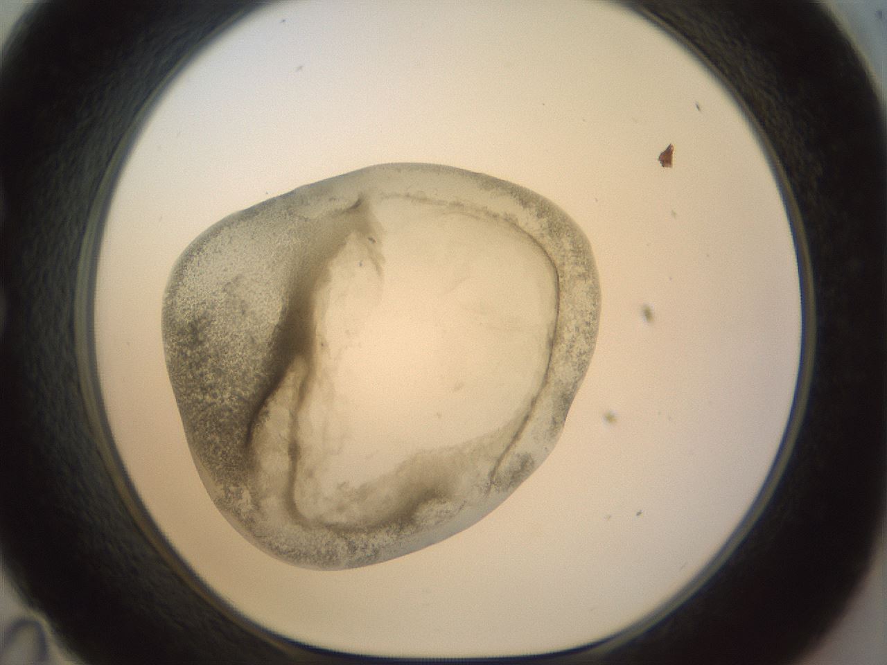folderID23_plateID1023_batchID1897_wellNum35_profileID1_d1_r43782_ef.jpg
