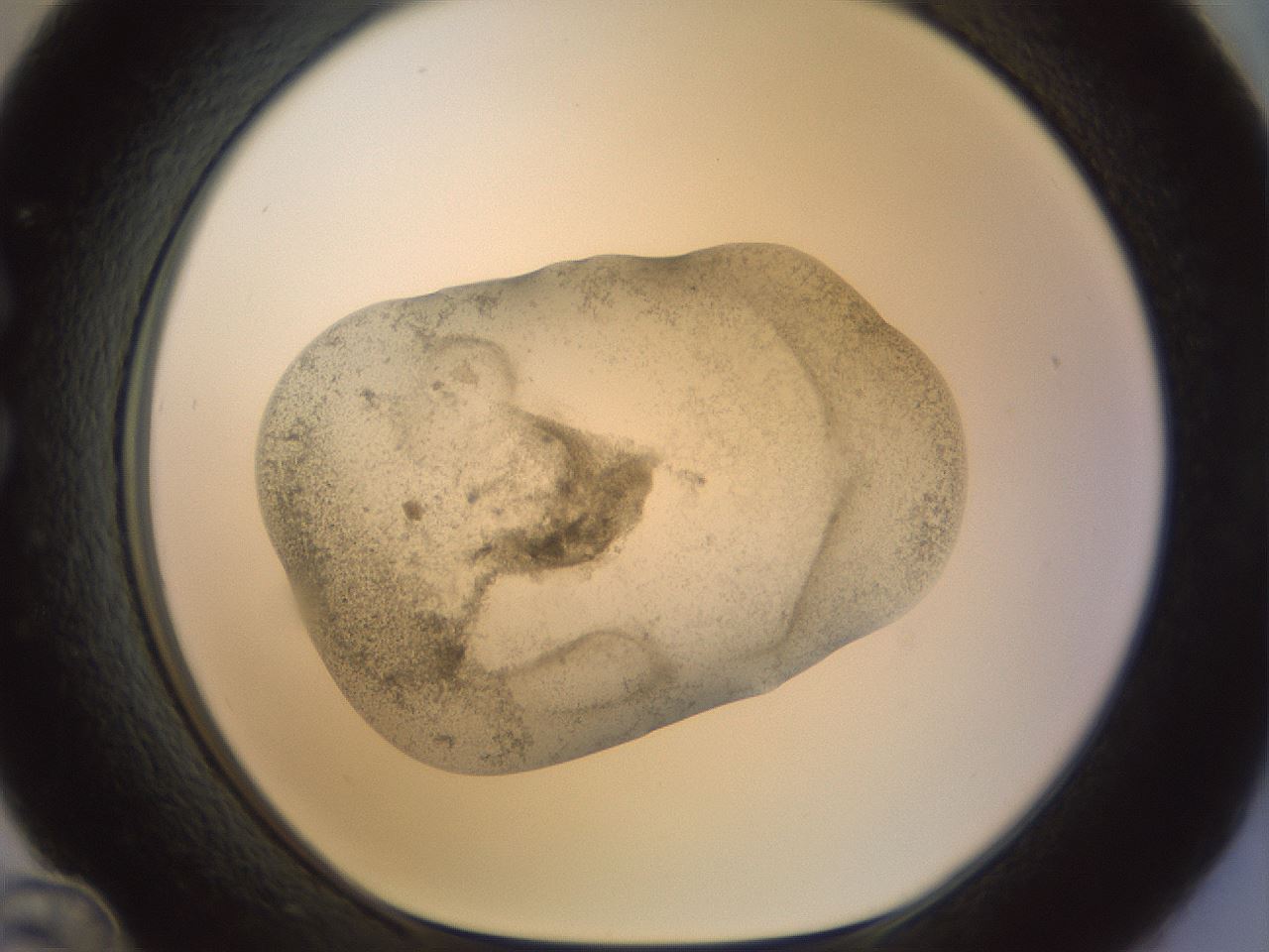 folderID23_plateID1023_batchID1897_wellNum36_profileID1_d1_r43783_ef.jpg