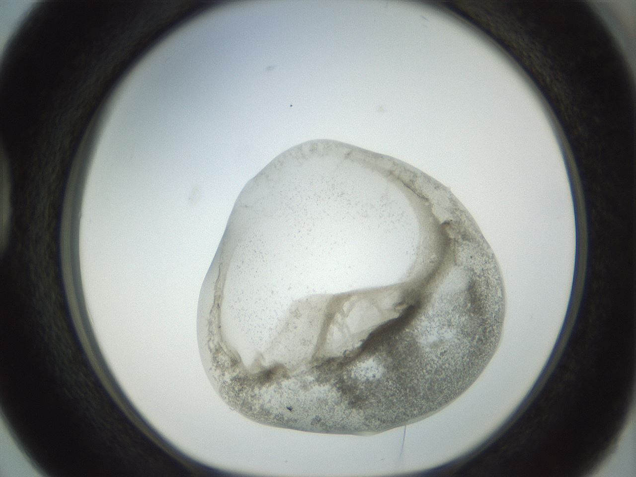 folderID23_plateID1023_batchID1897_wellNum38_profileID1_d1_r43785_ef.jpg