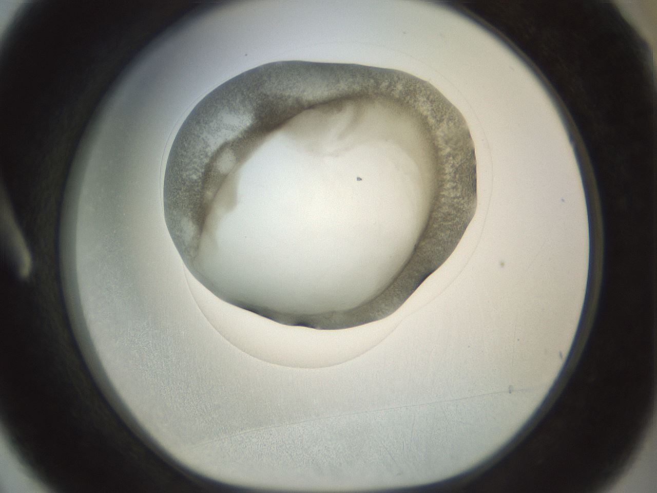 folderID23_plateID1023_batchID1897_wellNum3_profileID1_d1_r43750_ef.jpg