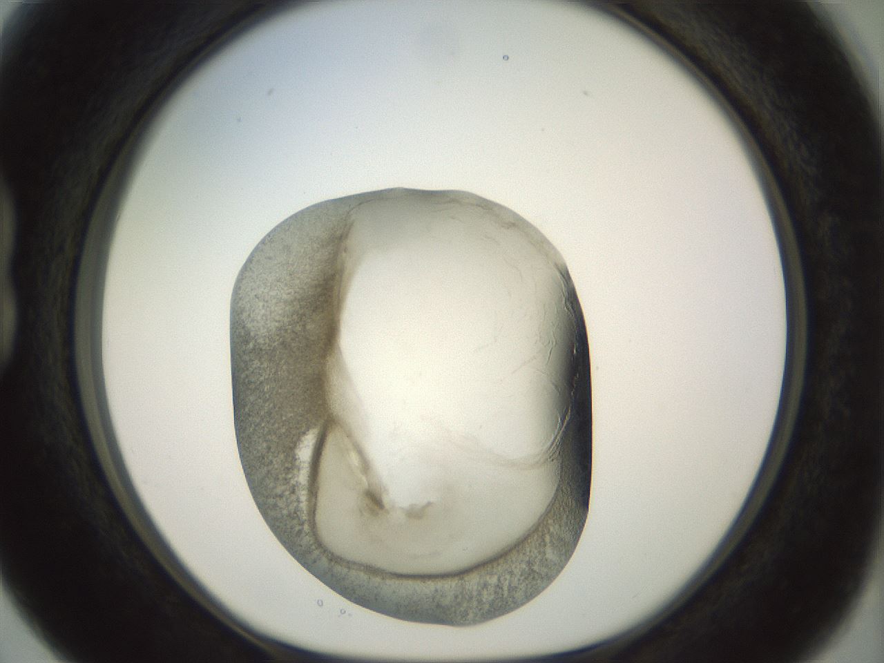 folderID23_plateID1023_batchID1897_wellNum15_profileID1_d1_r43762_ef.jpg