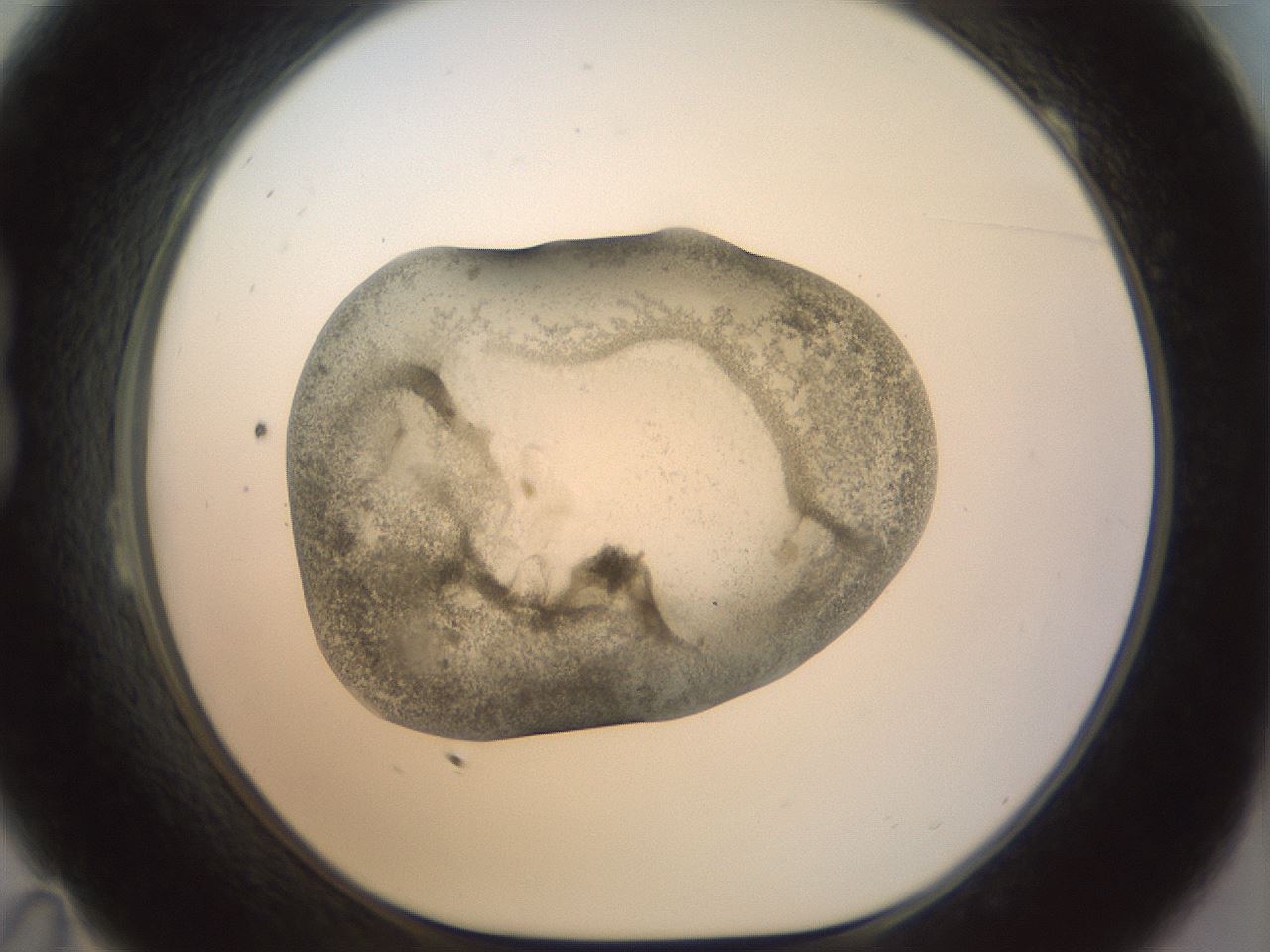 folderID23_plateID1023_batchID1897_wellNum23_profileID1_d1_r43770_ef.jpg