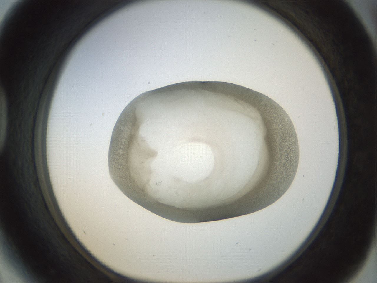 folderID23_plateID1023_batchID1897_wellNum41_profileID1_d1_r43788_ef.jpg
