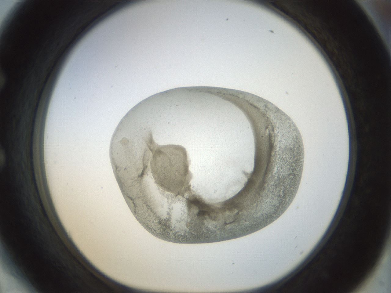 folderID23_plateID1023_batchID1897_wellNum54_profileID1_d1_r43801_ef.jpg