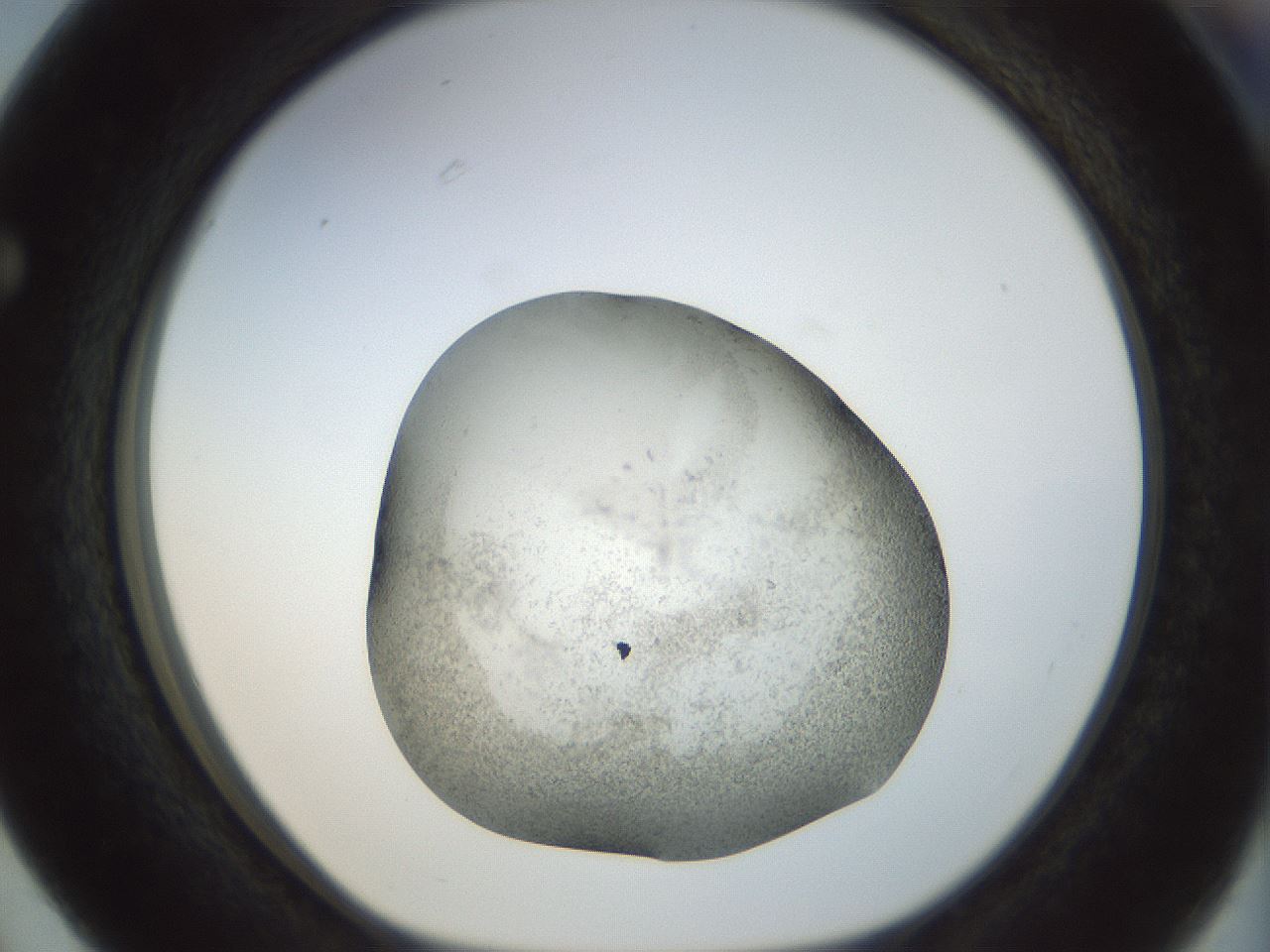 folderID23_plateID1023_batchID1897_wellNum63_profileID1_d1_r43810_ef.jpg