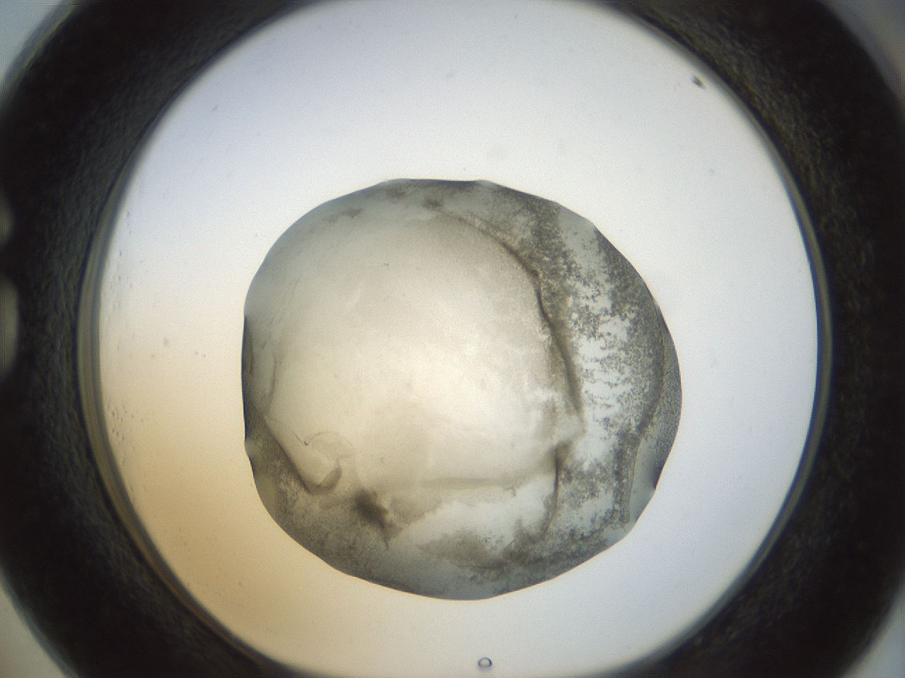 folderID23_plateID1023_batchID1897_wellNum73_profileID1_d1_r43820_ef.jpg