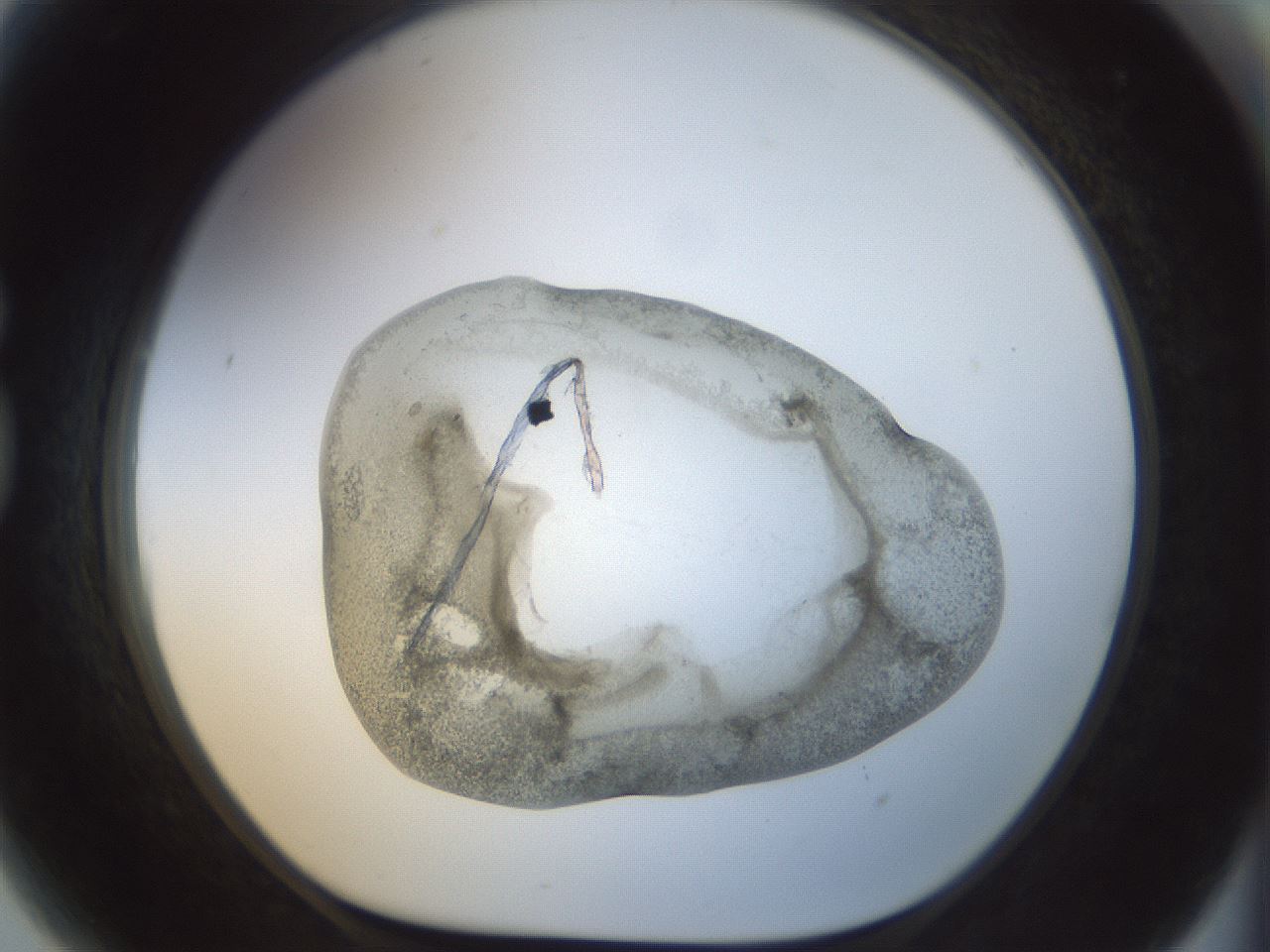 folderID23_plateID1023_batchID1897_wellNum81_profileID1_d1_r43828_ef.jpg