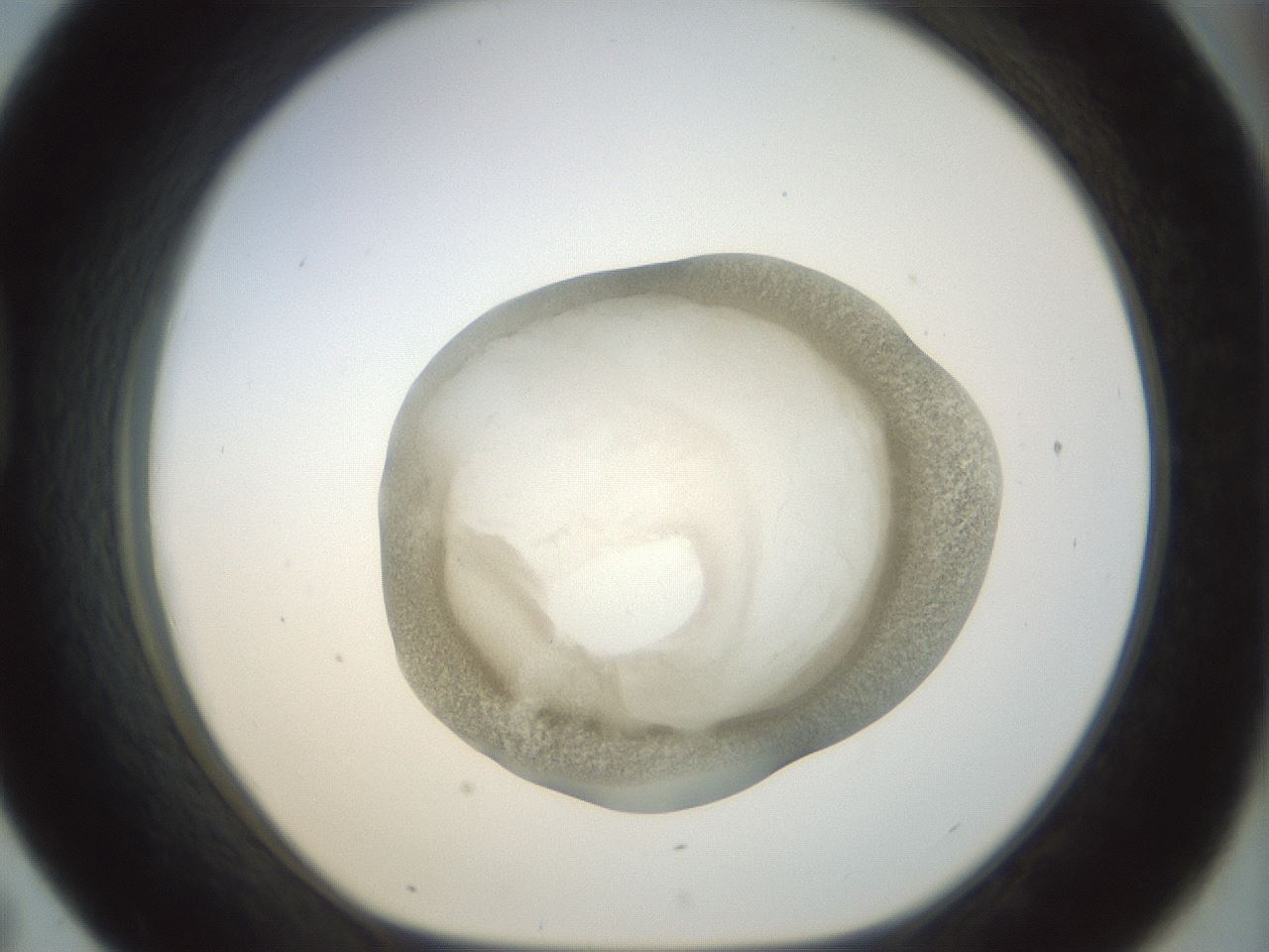 folderID23_plateID1023_batchID1897_wellNum43_profileID1_d1_r43790_ef.jpg