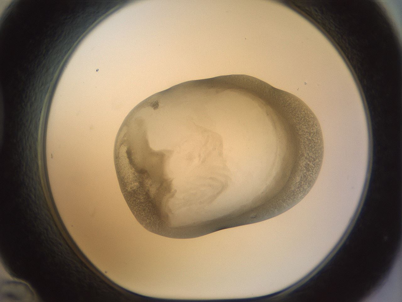 folderID23_plateID1023_batchID1897_wellNum48_profileID1_d1_r43795_ef.jpg