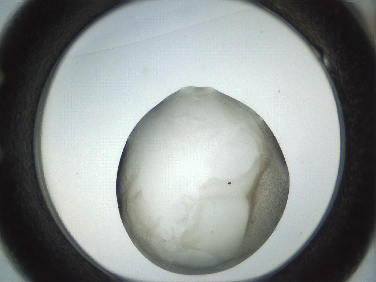folderID23_plateID1023_batchID1897_wellNum49_profileID1_d1_r43796_ef.jpg