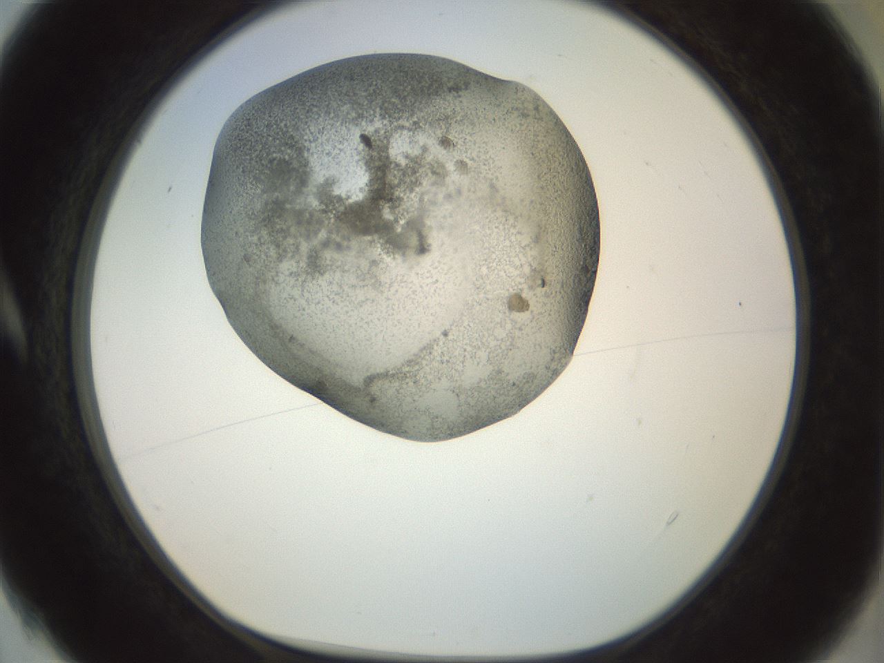 folderID23_plateID1023_batchID1897_wellNum4_profileID1_d1_r43751_ef.jpg