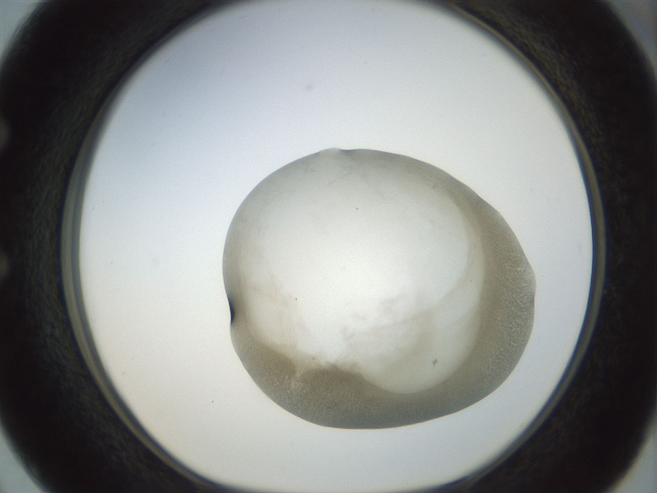 folderID23_plateID1023_batchID1897_wellNum50_profileID1_d1_r43797_ef.jpg