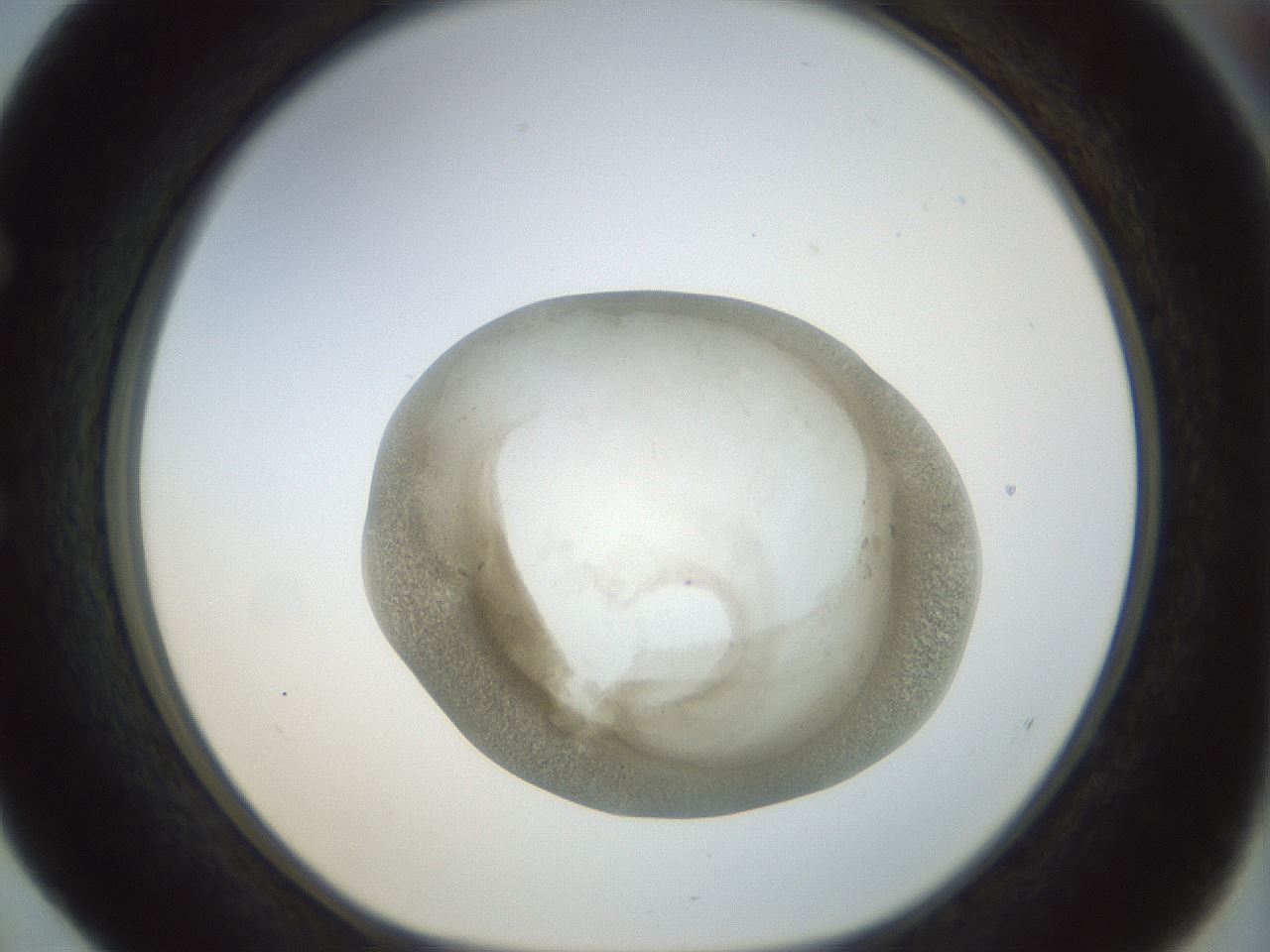 folderID23_plateID1023_batchID1897_wellNum52_profileID1_d1_r43799_ef.jpg
