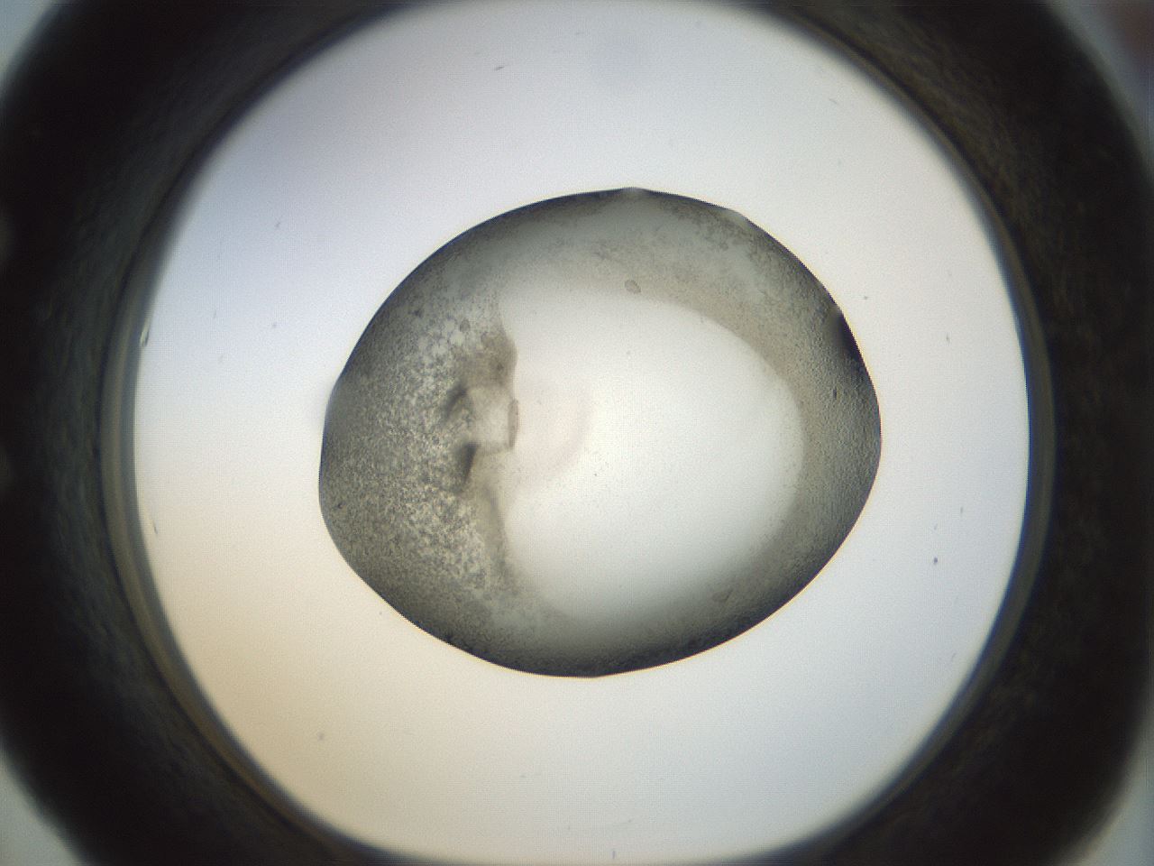 folderID23_plateID1023_batchID1897_wellNum53_profileID1_d1_r43800_ef.jpg