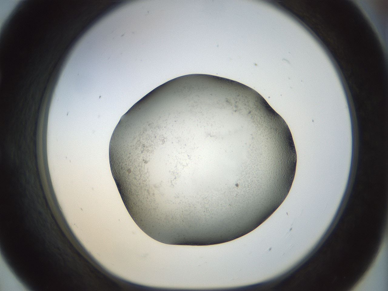 folderID23_plateID1023_batchID1897_wellNum55_profileID1_d1_r43802_ef.jpg