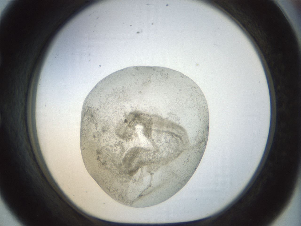folderID23_plateID1023_batchID1897_wellNum56_profileID1_d1_r43803_ef.jpg