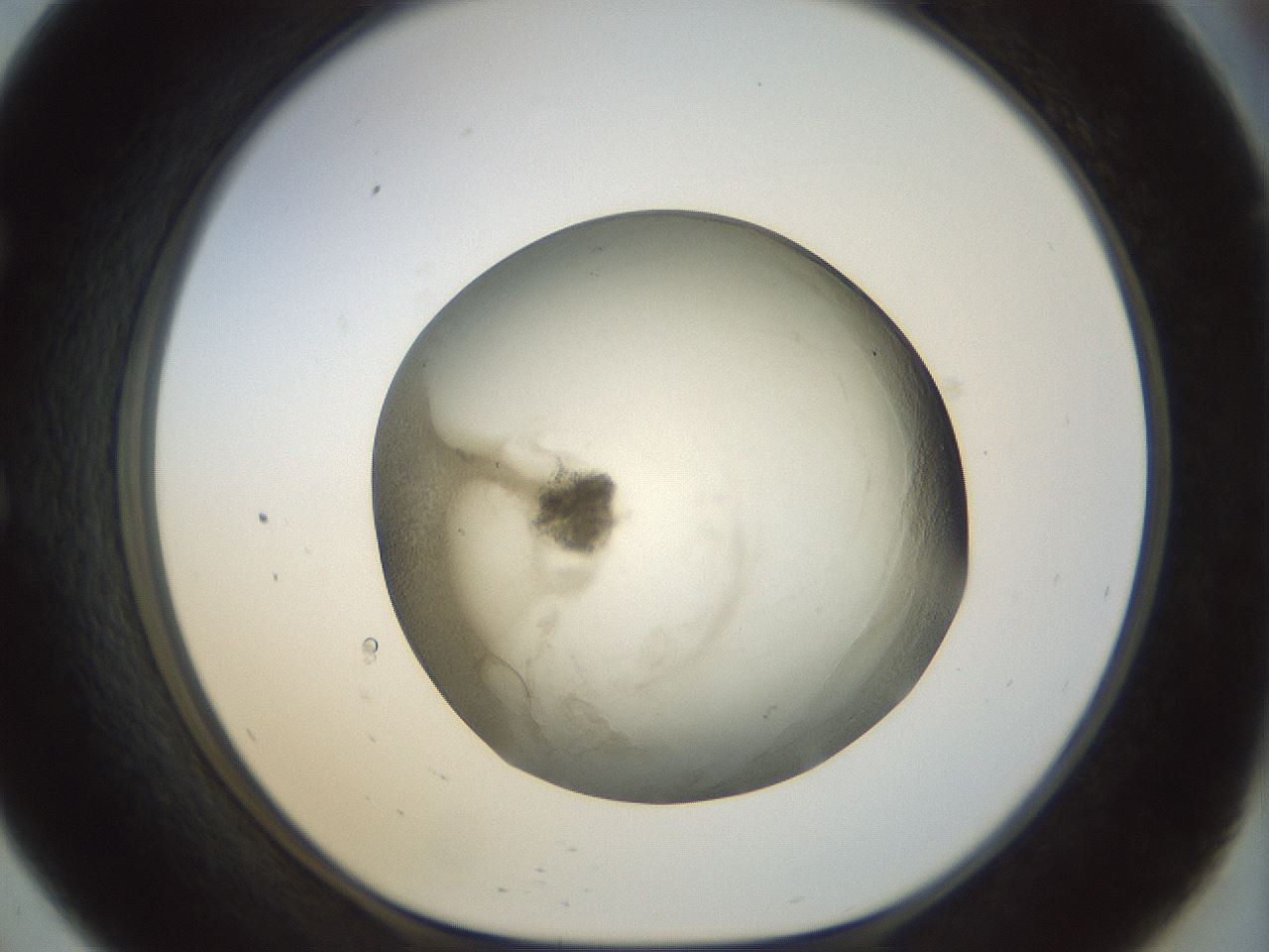 folderID23_plateID1023_batchID1897_wellNum57_profileID1_d1_r43804_ef.jpg