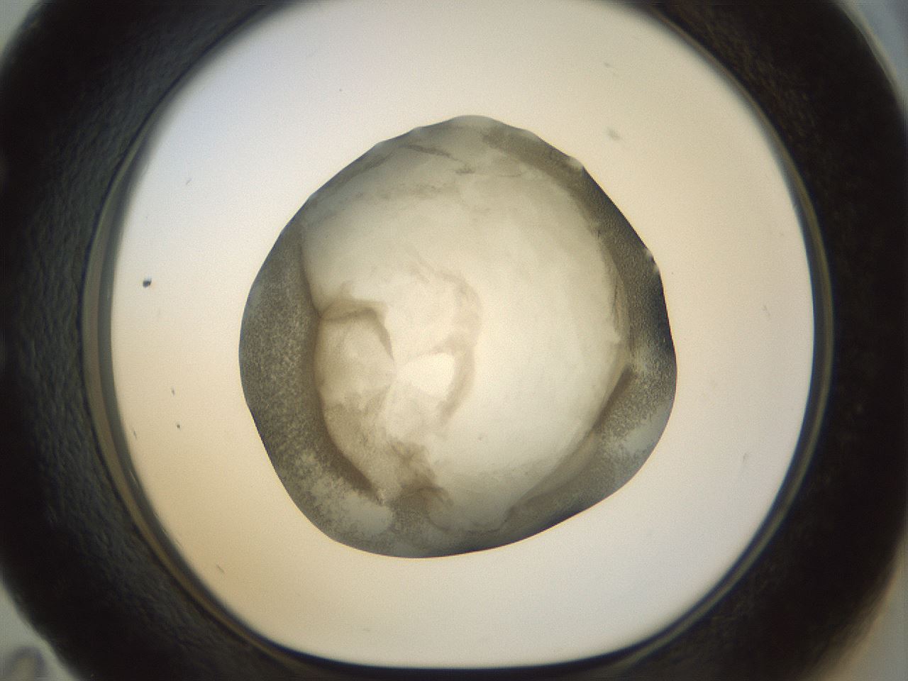 folderID23_plateID1023_batchID1897_wellNum59_profileID1_d1_r43806_ef.jpg