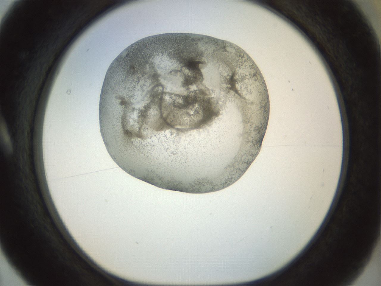 folderID23_plateID1023_batchID1897_wellNum5_profileID1_d1_r43752_ef.jpg