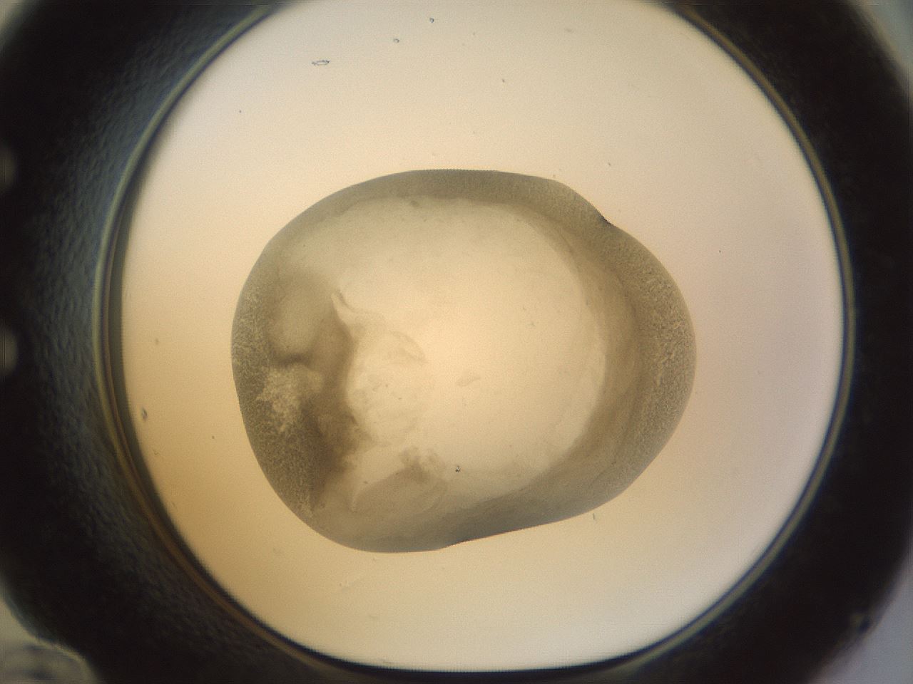 folderID23_plateID1023_batchID1897_wellNum60_profileID1_d1_r43807_ef.jpg