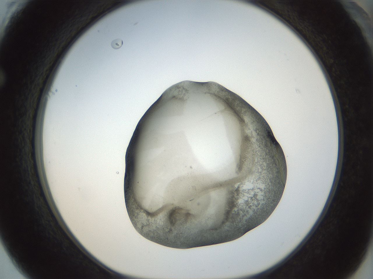 folderID23_plateID1023_batchID1897_wellNum61_profileID1_d1_r43808_ef.jpg