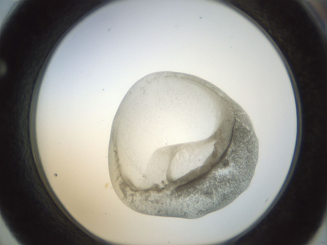 folderID23_plateID1023_batchID1897_wellNum62_profileID1_d1_r43809_ef.jpg