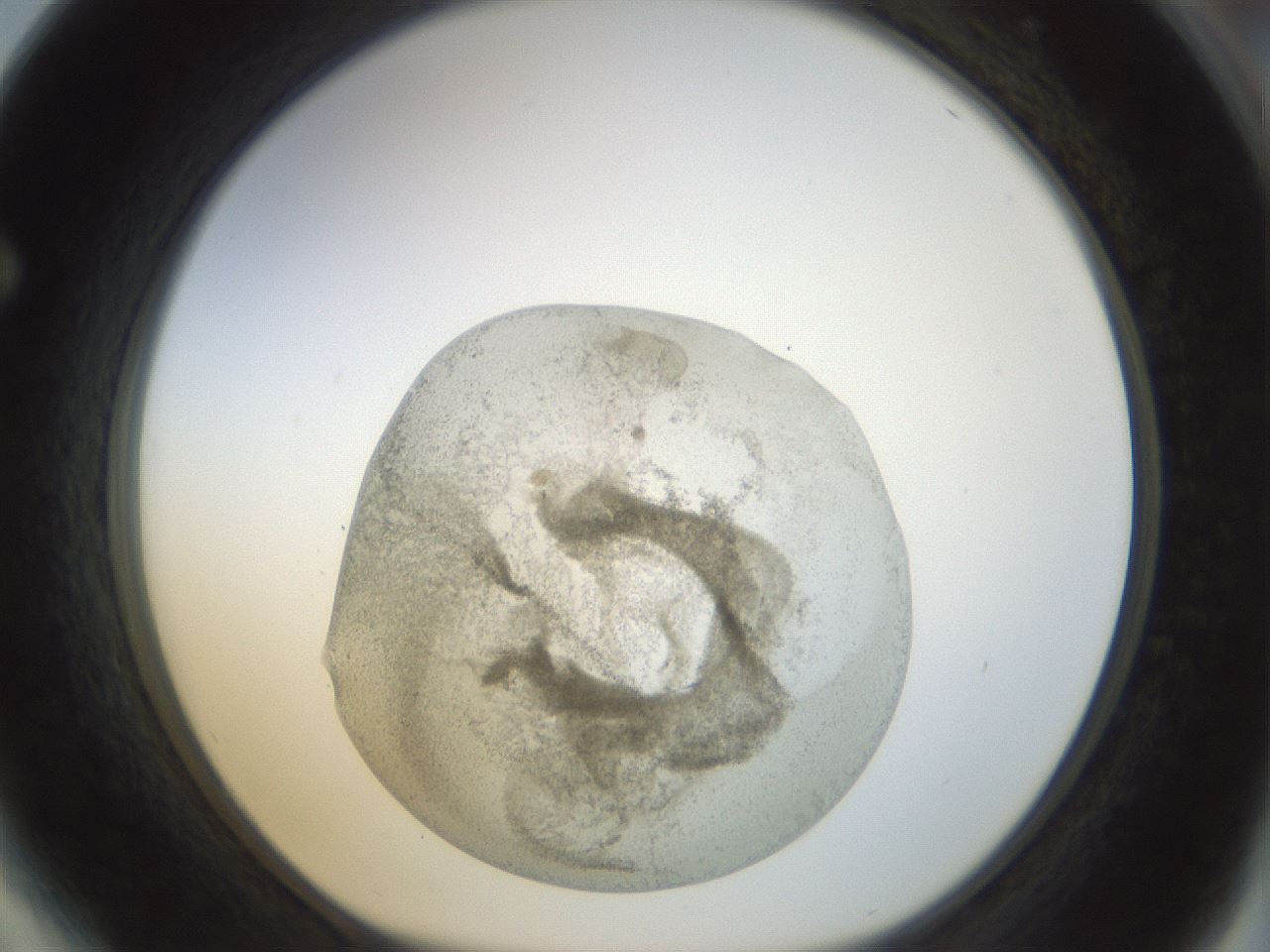folderID23_plateID1023_batchID1897_wellNum64_profileID1_d1_r43811_ef.jpg
