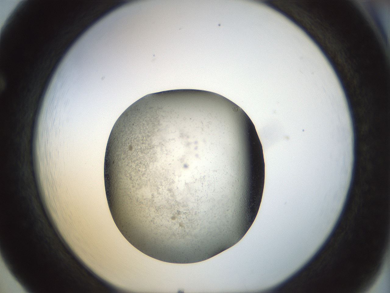 folderID23_plateID1023_batchID1897_wellNum65_profileID1_d1_r43812_ef.jpg