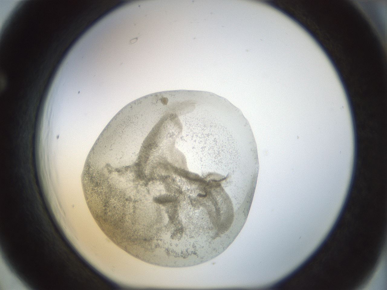 folderID23_plateID1023_batchID1897_wellNum66_profileID1_d1_r43813_ef.jpg