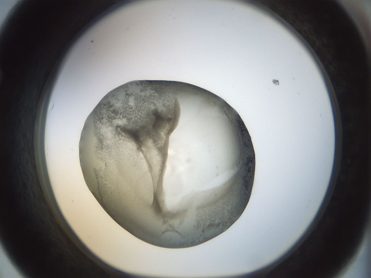 folderID23_plateID1023_batchID1897_wellNum67_profileID1_d1_r43814_ef.jpg