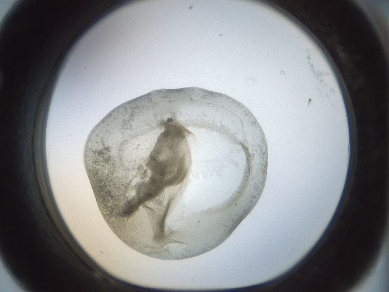 folderID23_plateID1023_batchID1897_wellNum68_profileID1_d1_r43815_ef.jpg