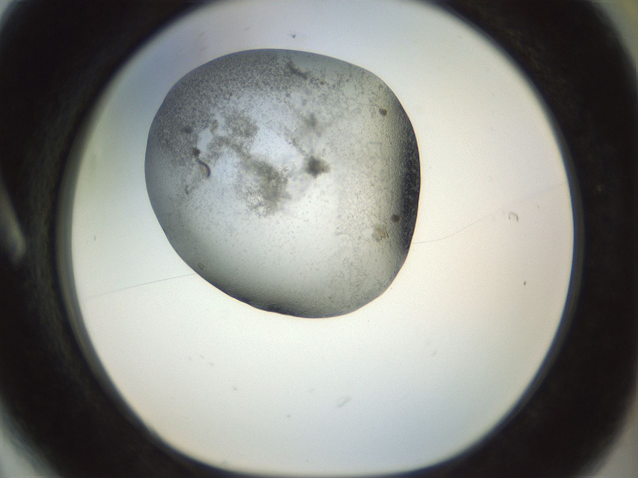 folderID23_plateID1023_batchID1897_wellNum6_profileID1_d1_r43753_ef.jpg