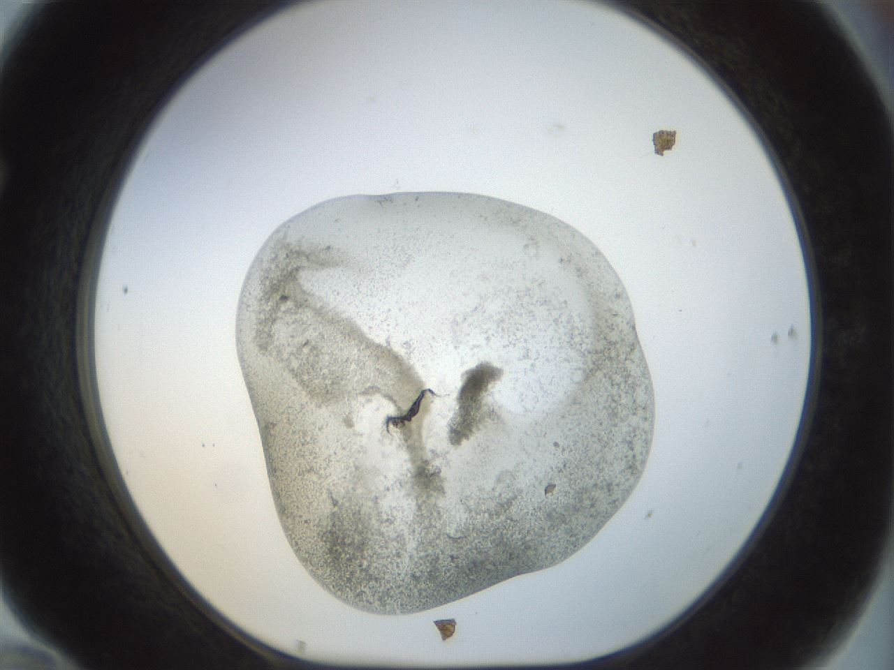 folderID23_plateID1023_batchID1897_wellNum70_profileID1_d1_r43817_ef.jpg
