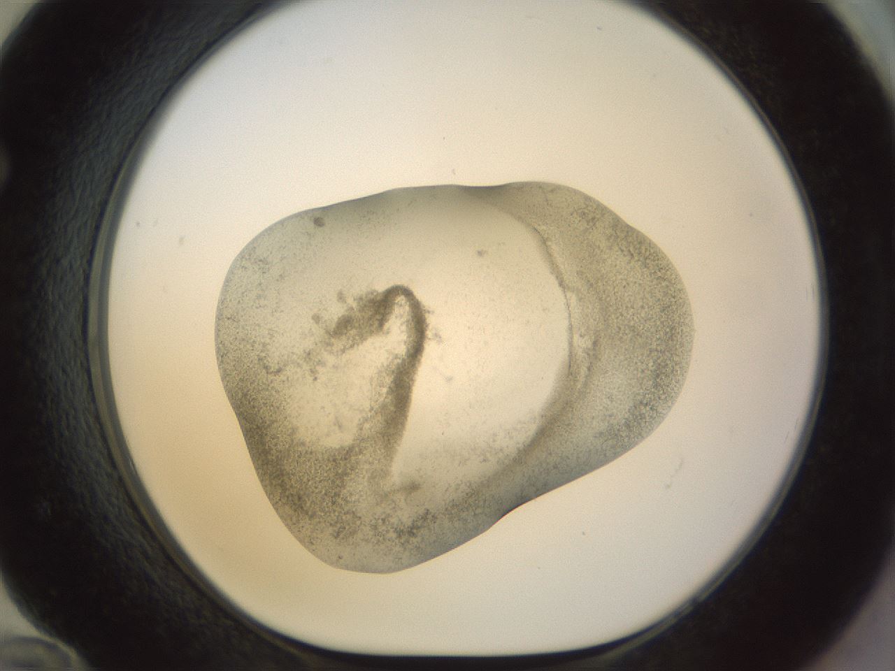 folderID23_plateID1023_batchID1897_wellNum72_profileID1_d1_r43819_ef.jpg
