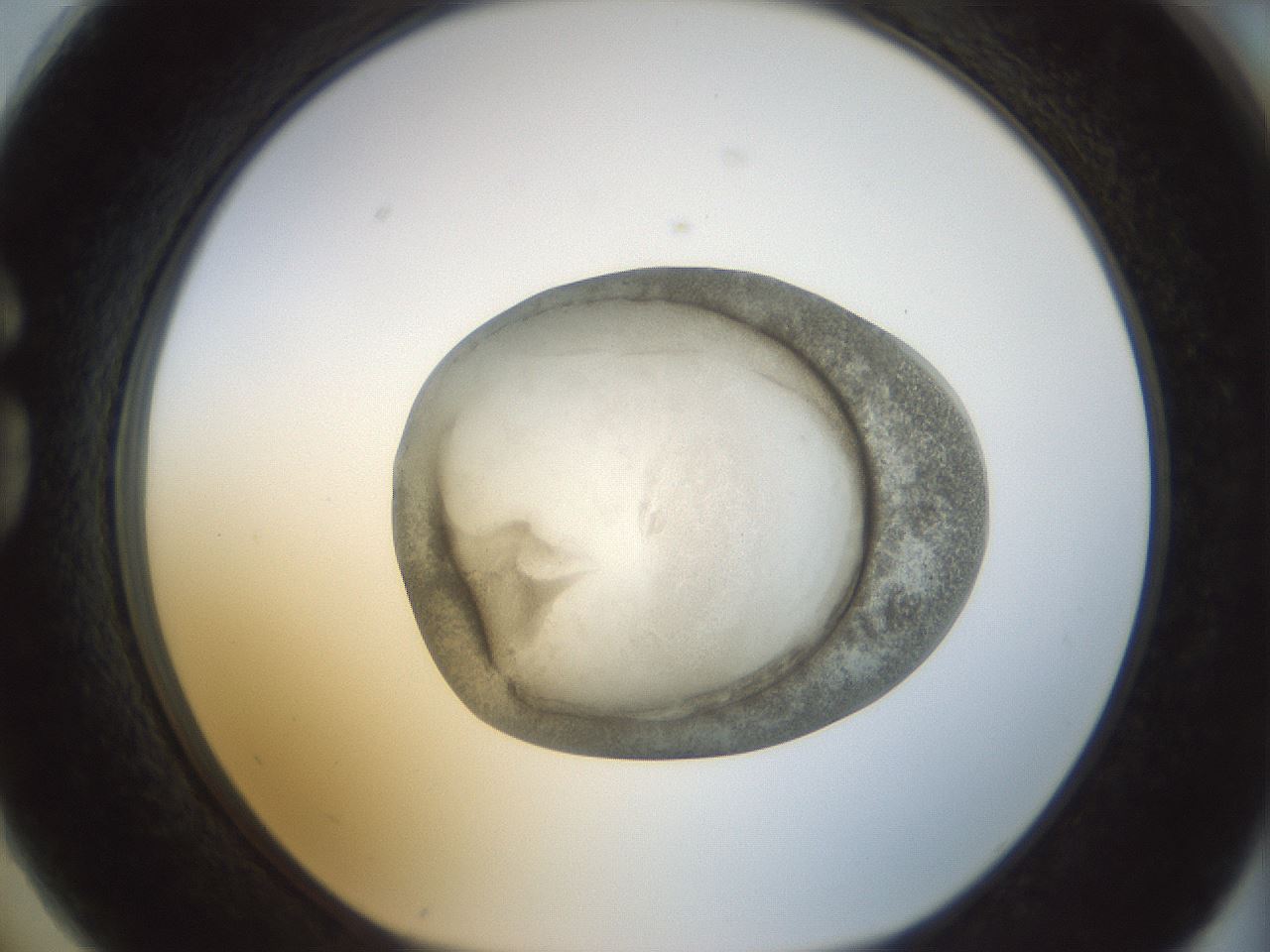folderID23_plateID1023_batchID1897_wellNum74_profileID1_d1_r43821_ef.jpg