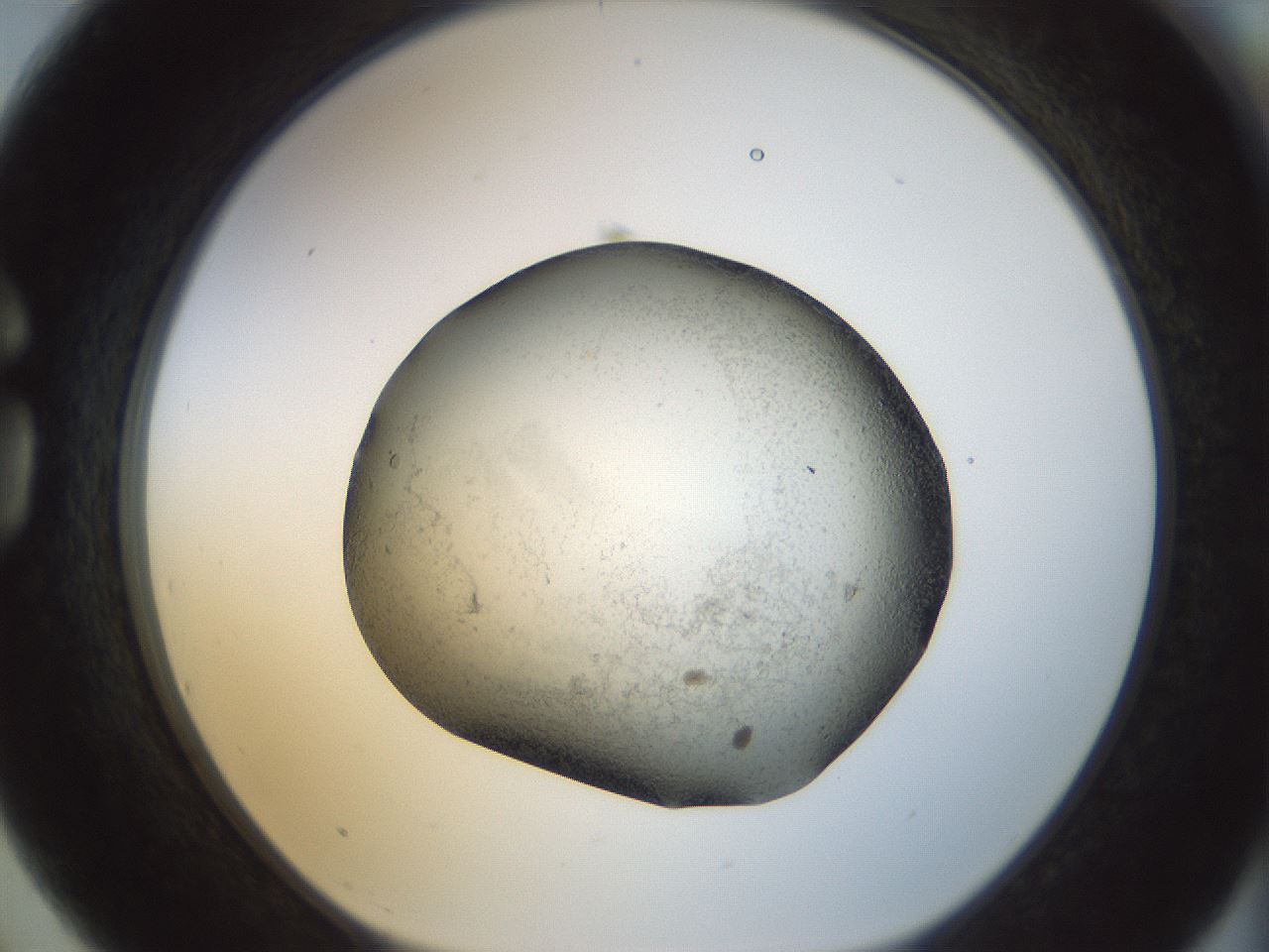 folderID23_plateID1023_batchID1897_wellNum75_profileID1_d1_r43822_ef.jpg