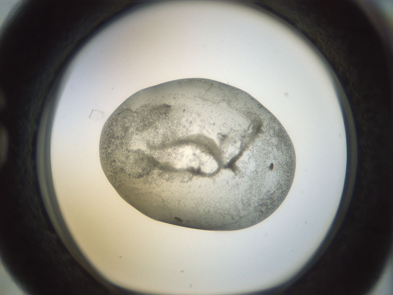 folderID23_plateID1023_batchID1897_wellNum76_profileID1_d1_r43823_ef.jpg