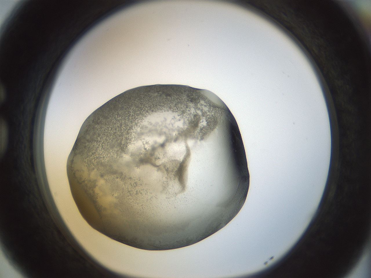 folderID23_plateID1023_batchID1897_wellNum77_profileID1_d1_r43824_ef.jpg
