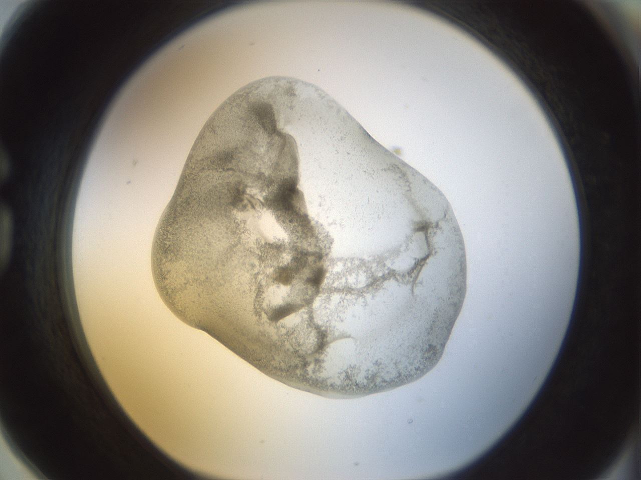 folderID23_plateID1023_batchID1897_wellNum78_profileID1_d1_r43825_ef.jpg
