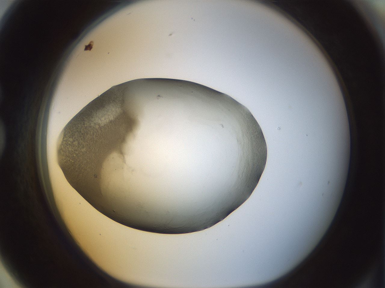folderID23_plateID1023_batchID1897_wellNum79_profileID1_d1_r43826_ef.jpg