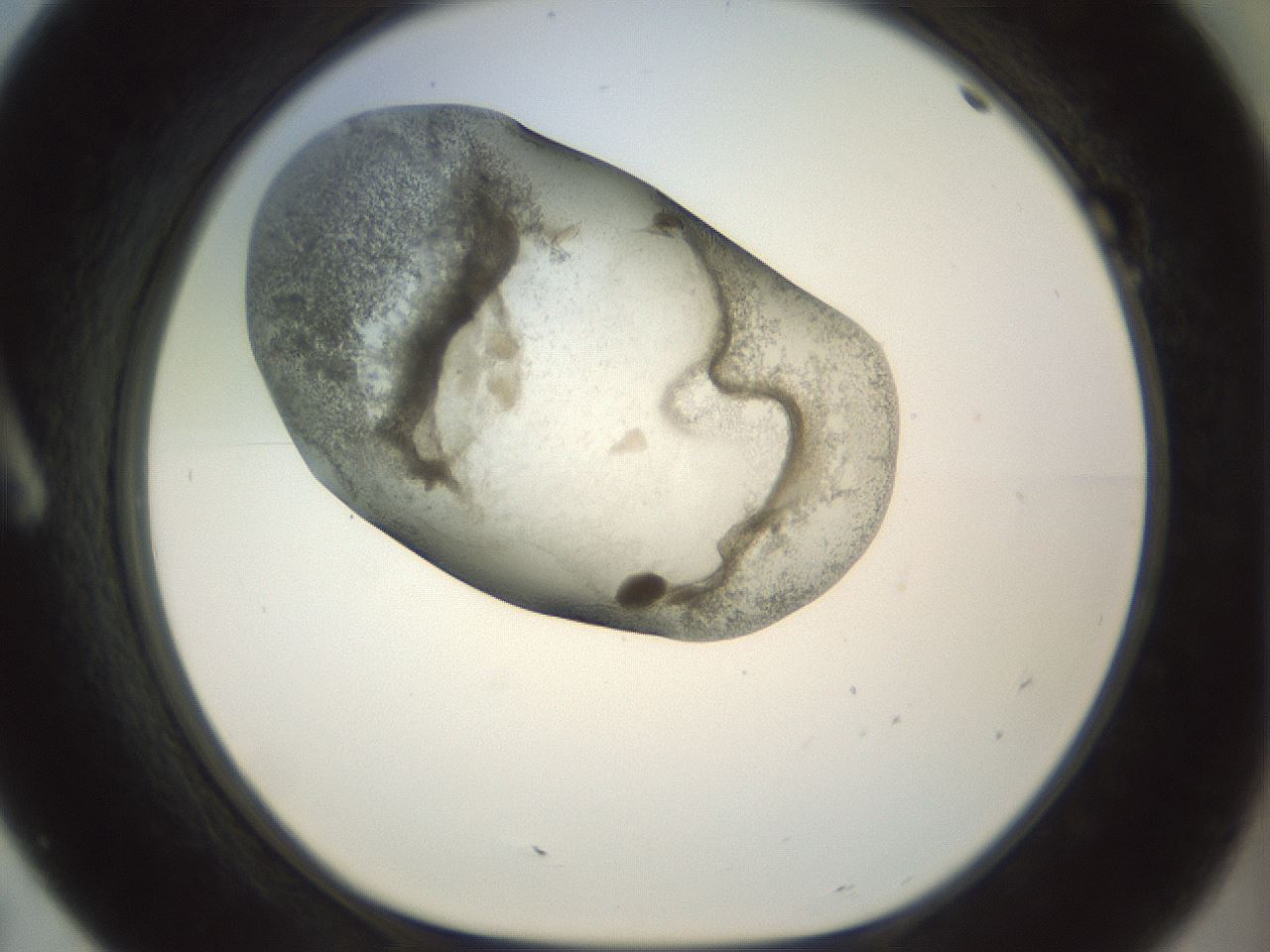 folderID23_plateID1023_batchID1897_wellNum7_profileID1_d1_r43754_ef.jpg
