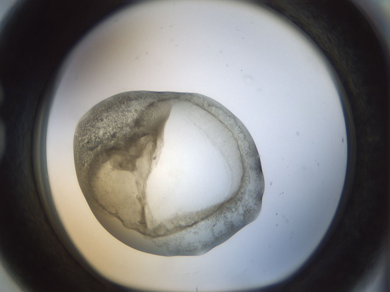 folderID23_plateID1023_batchID1897_wellNum80_profileID1_d1_r43827_ef.jpg