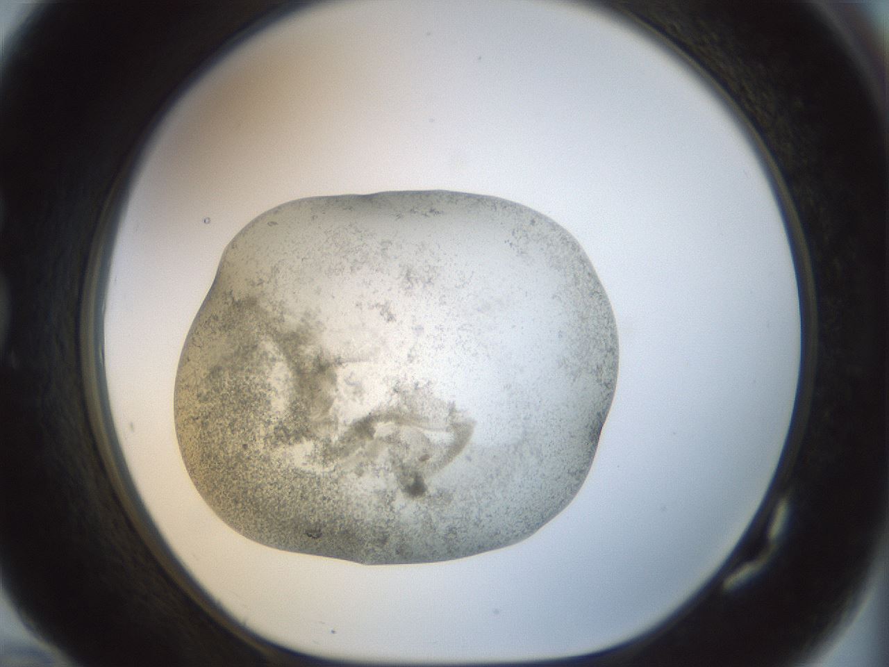 folderID23_plateID1023_batchID1897_wellNum82_profileID1_d1_r43829_ef.jpg