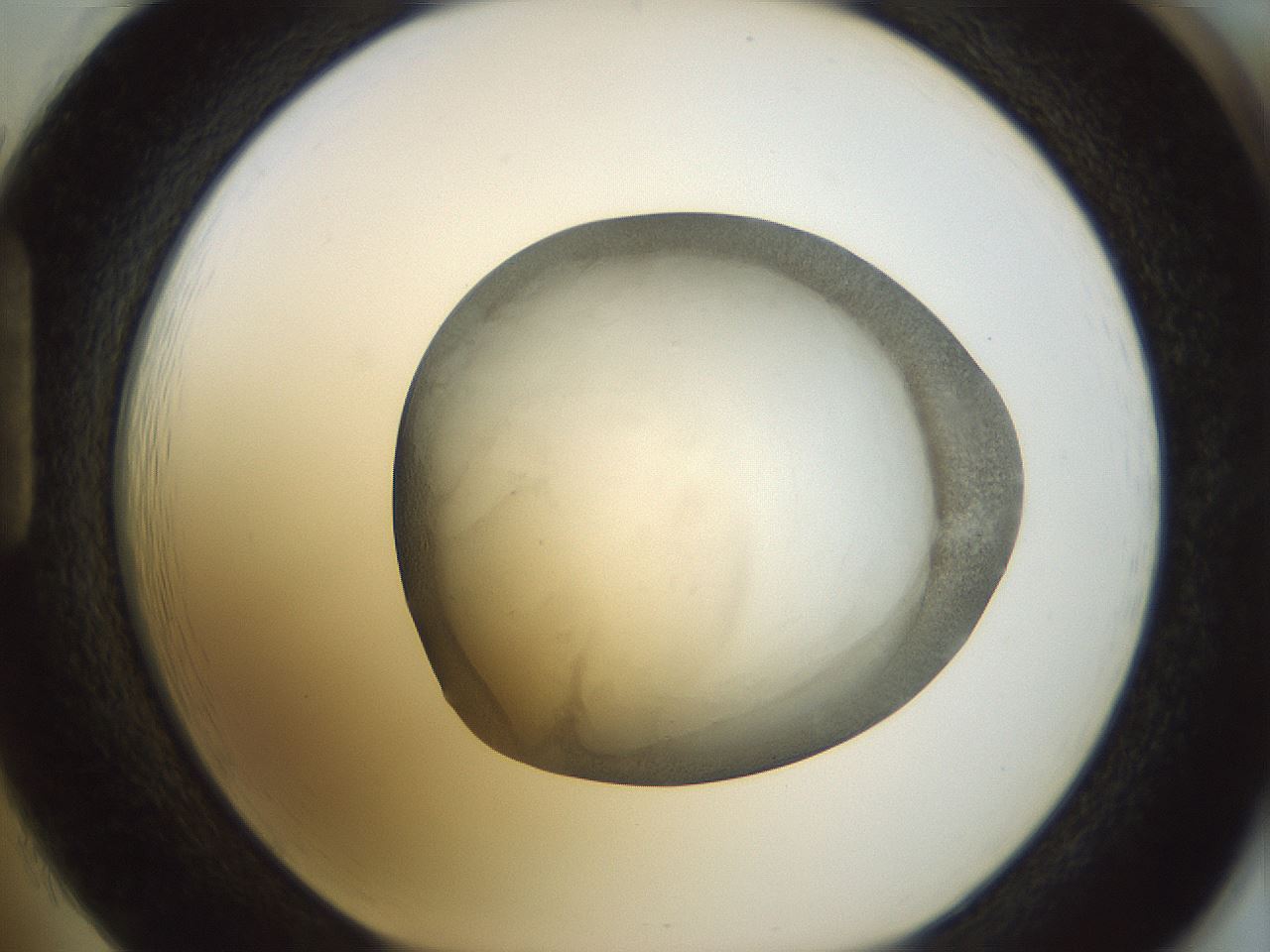 folderID23_plateID1023_batchID1897_wellNum85_profileID1_d1_r43832_ef.jpg