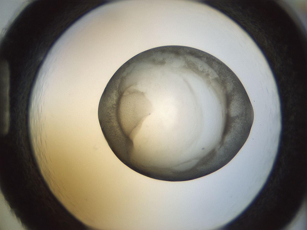 folderID23_plateID1023_batchID1897_wellNum86_profileID1_d1_r43833_ef.jpg