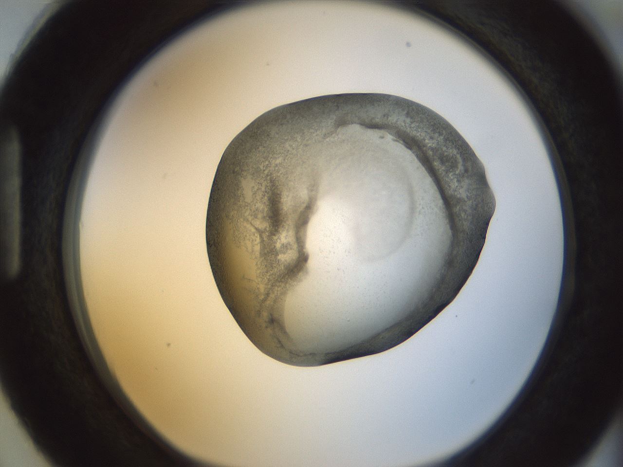 folderID23_plateID1023_batchID1897_wellNum87_profileID1_d1_r43834_ef.jpg