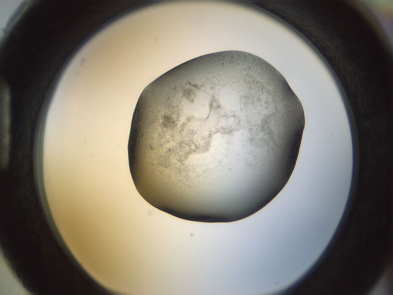 folderID23_plateID1023_batchID1897_wellNum88_profileID1_d1_r43835_ef.jpg