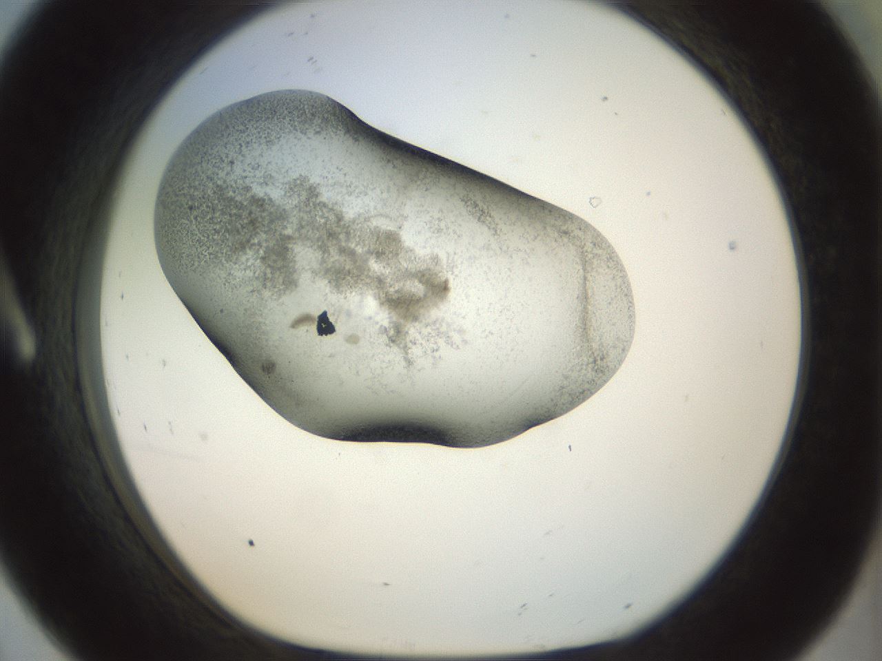 folderID23_plateID1023_batchID1897_wellNum8_profileID1_d1_r43755_ef.jpg