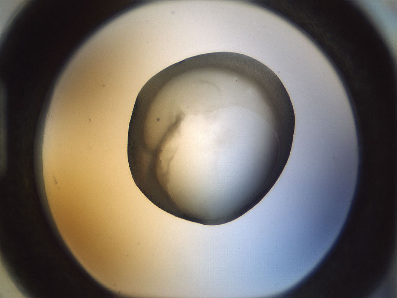 folderID23_plateID1023_batchID1897_wellNum91_profileID1_d1_r43838_ef.jpg