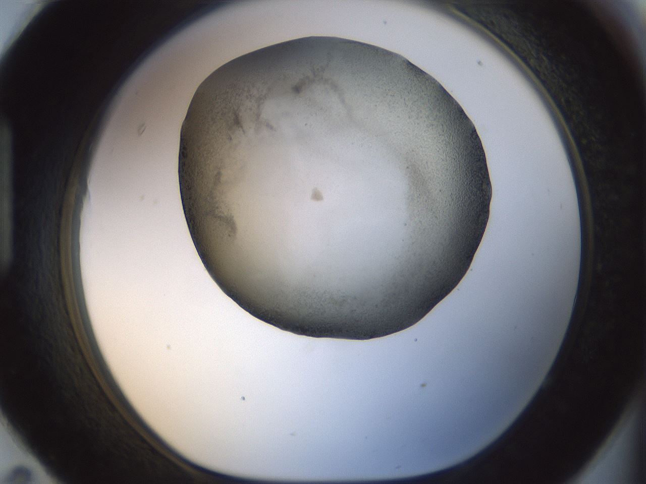 folderID23_plateID1023_batchID1897_wellNum95_profileID1_d1_r43842_ef.jpg